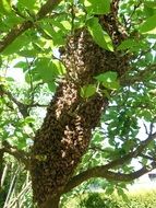 Picture of Hive and Bees on a tree