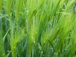 green cereal field closeup