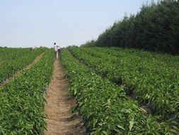 agricultural field near Quebec