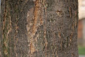 tree bark of a tree in the national park
