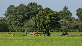 Agricultural Field Work In Cambodia