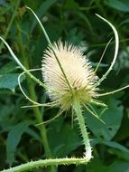 flowering wild teasel