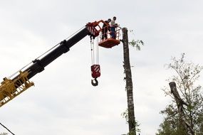 tree sawing on high