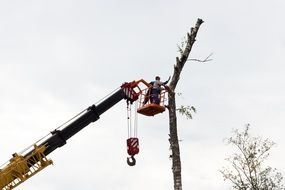 tree sawing with crane