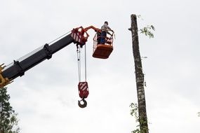 saving of birch on high