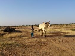 shepherd with animal in burkina faso