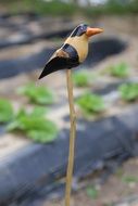 wooden sculpture of a bird