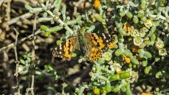 butterfly merges with a bush