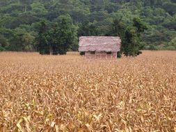 old barn in the middle of a wheat field