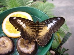 butterfly eating fruits in Maximilian park