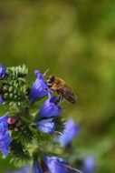 Bee pollens purple flowers