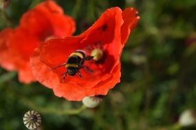 hardworking bee on a red poppy