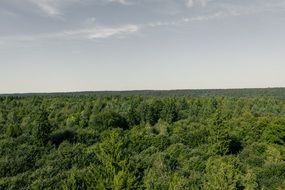 panorama of deciduous forest in bavaria