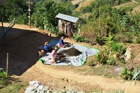 tea plantation workers