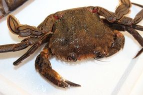 fresh Galician Crab