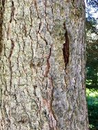 tree bark in braunwald
