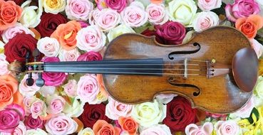 Violin lays on colorful roses