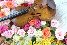 violin in roses
