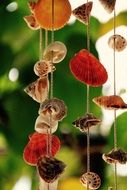 mussels shells harmony
