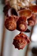 shells make sounds