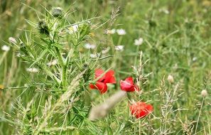 red poppies on a spring green field
