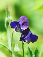 blue alpine violet