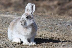 Arctic Hare in the wildlife
