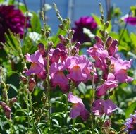 pink flowers in a green meadow