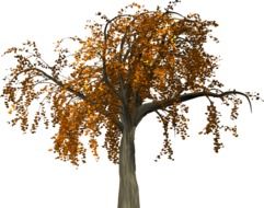 tree with autumn foliage as a graphic illustration