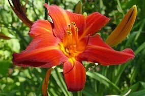 dark orange lily with buds closeup