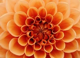 Close-up of the beautiful gradient yellow-orange dahlia