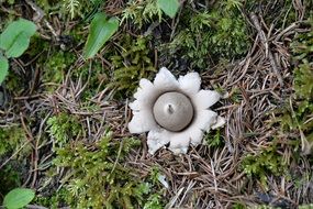 white poisonous mushroom in the shape of a flower in the forest