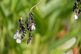 Thalia Cannes aquatic plants