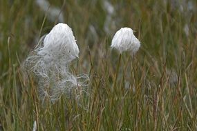 Natural Cottongrass