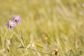two purple flowers of Scabiosa Columbaria on Meadow