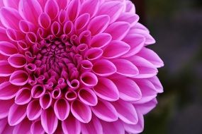 perfect pink dahlia flower