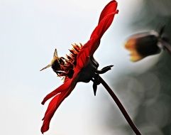 insect on red dahlia close up