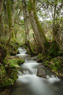 river among trees in bad urach
