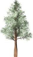 evergreen Chilean Cedar Isolated Tree scene at white background