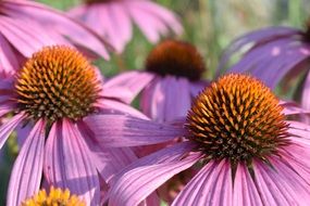 Echinacea Flower close up