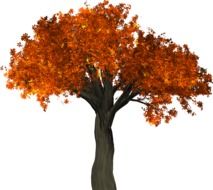 graphic image of an autumn deciduous tree