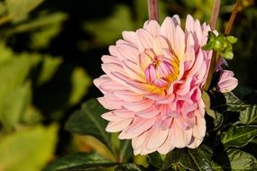 pink salmon dahlia