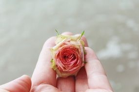 rose bub on the human hand