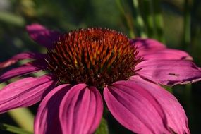 absolutely gorgeous Flower Blossom