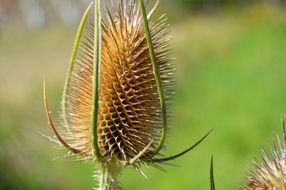 wild thistle as an ornamental plant