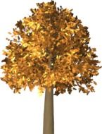 drawn autumn tree
