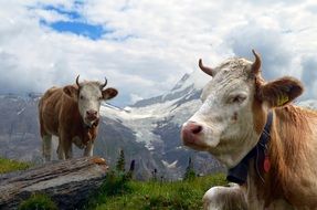 cows on alpine mountain