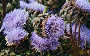 A lot of purple artichokes in a garden