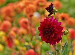 Close-up of the beautiful, lush red dahlia flower among other colorful flowers