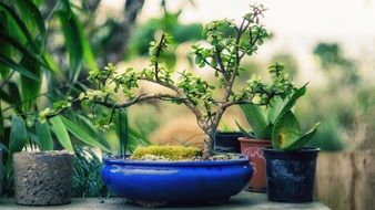 bonsai in a blue pot